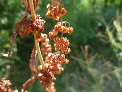 Rumex crispus crispus