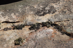 Dolichothrix ericoides