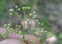Galium rubioides