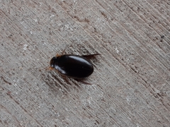 Thermonectus intermedius