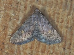 Idia diminuendis