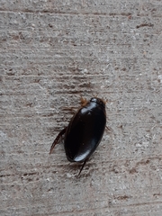 Thermonectus intermedius