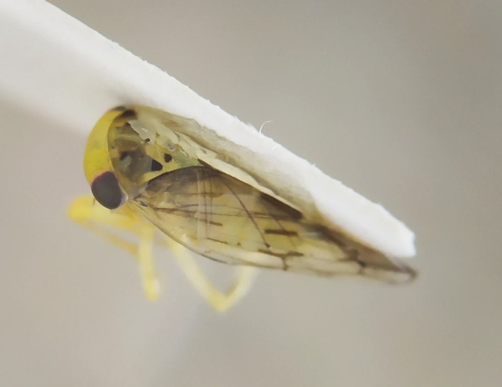 Tremulicerus vitreus