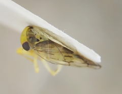 Tremulicerus vitreus