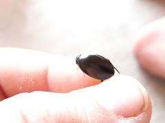 Thermonectus intermedius
