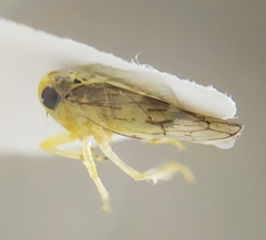 Tremulicerus vitreus