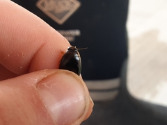 Thermonectus intermedius