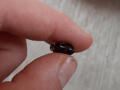 Thermonectus intermedius