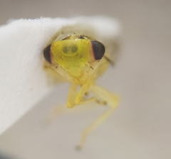 Tremulicerus vitreus