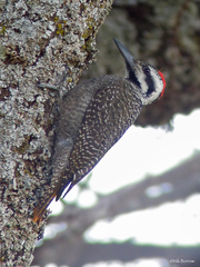 Chloropicus namaquus