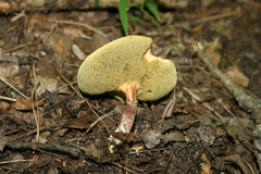 Boletellus chrysenteroides