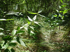 Vincetoxicum hirundinaria hirundinaria