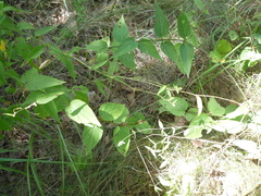 Vincetoxicum hirundinaria hirundinaria