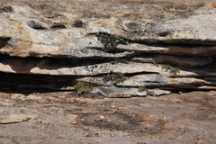 Dolichothrix ericoides