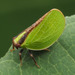 Two-striped Planthopper - Photo no rights reserved, uploaded by Zygy