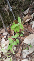 Campanula prenanthoides