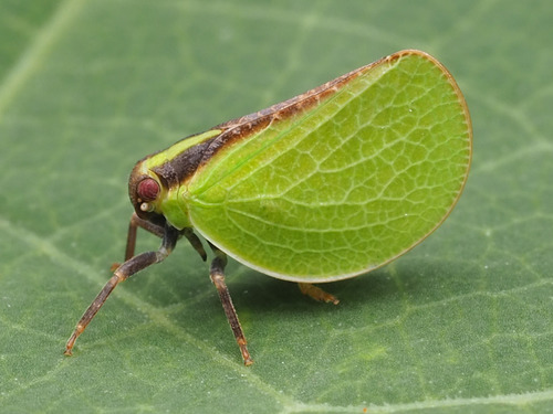 Two-striped Planthopper photo 6