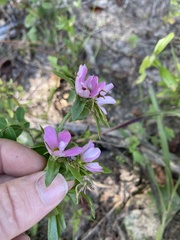 Sabatia capitata