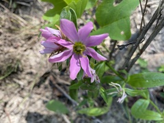 Sabatia capitata