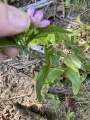 Sabatia capitata