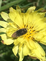 Acmaeodera ornatoides