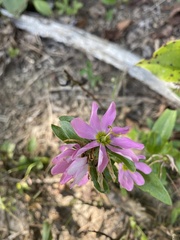 Sabatia capitata