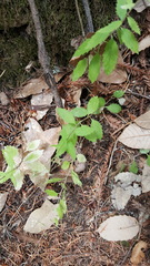 Campanula prenanthoides