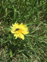 Acmaeodera ornatoides