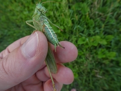 Gordiidae