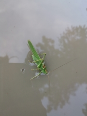 Gordiidae