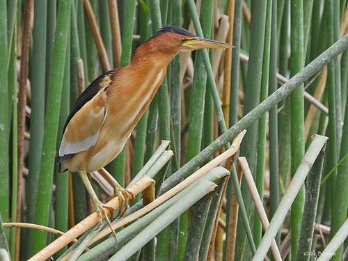 Little Bittern