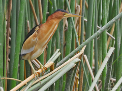 Ixobrychus minutus payesii