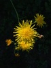 Perennial Sow Thistle - Photo (c) erielee, some rights reserved (CC BY-NC)