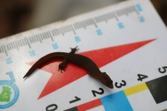 Coleodactylus meridionalis