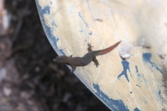 Coleodactylus meridionalis