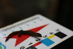Coleodactylus meridionalis