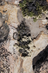 Dolichothrix ericoides