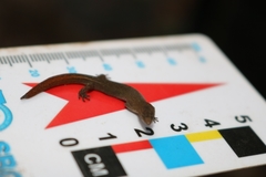 Coleodactylus meridionalis
