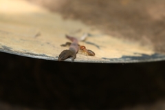 Coleodactylus meridionalis