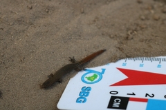 Coleodactylus meridionalis