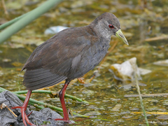 Zapornia flavirostra