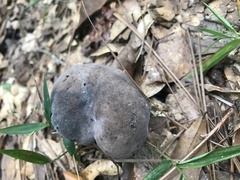 Tylopilus griseocarneus