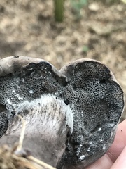 Tylopilus griseocarneus