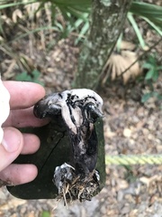 Tylopilus griseocarneus