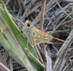Hesperia comma