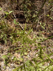 Lygodium venustum