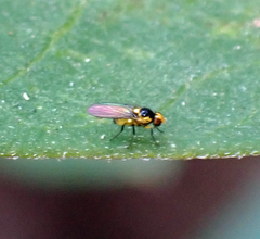 Thaumatomyia grata