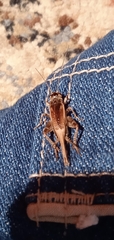 Eumodicogryllus bordigalensis