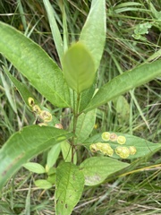 Parallelodiplosis subtruncata