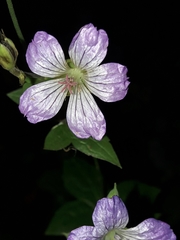 Geranium nodosum